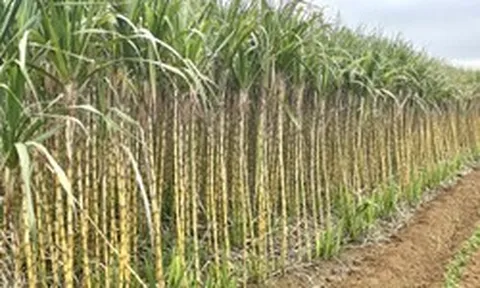 Bất ngờ với cách người Việt "đóng băng" cây mía, trở thành mặt hàng được săn đón tại Mỹ và Hàn