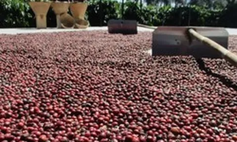 Cà phê, ca cao đồng loạt tăng giá