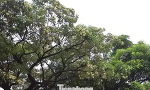 Hà Nội yêu cầu cắt tỉa ngay hoa sữa vì mùi quá nồng