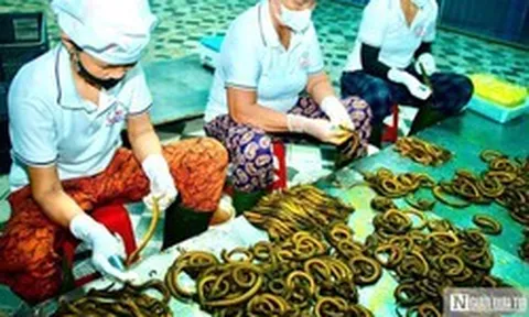 Bất ngờ về làng nghề chế biến con "đặc sản" thu về hàng trăm tỷ đồng mỗi năm