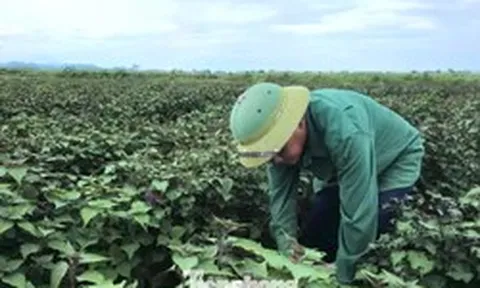 Tía tô có giá trị gì mà nông dân tính thu tiền tỷ?