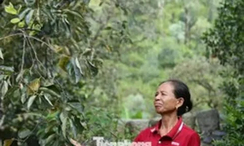 Thủ phủ hồng Nghệ An mất mùa