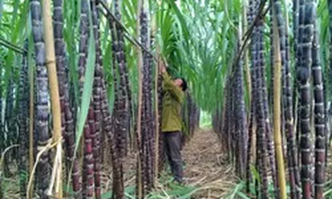 Mía đường Sơn La báo lãi sau thuế giảm 72%, chốt ngày chia cổ tức 100% bằng tiền mặt