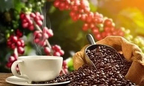 Giá cà phê xuống dưới mốc 90.000 đồng/kg