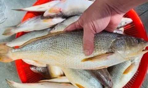 Chủ cửa hàng hải sản 20 năm tiết lộ: 5 loại cá hoang dã giàu dinh dưỡng, không thể nuôi được, thấy phải mua ngay!