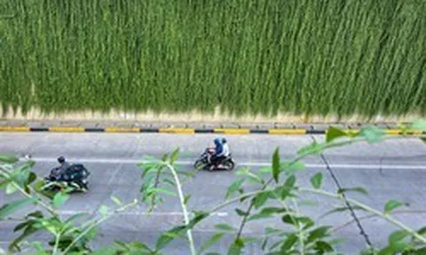 Lạ mắt những vòm cây xanh phủ kín trụ metro, hầm chui ở Hà Nội